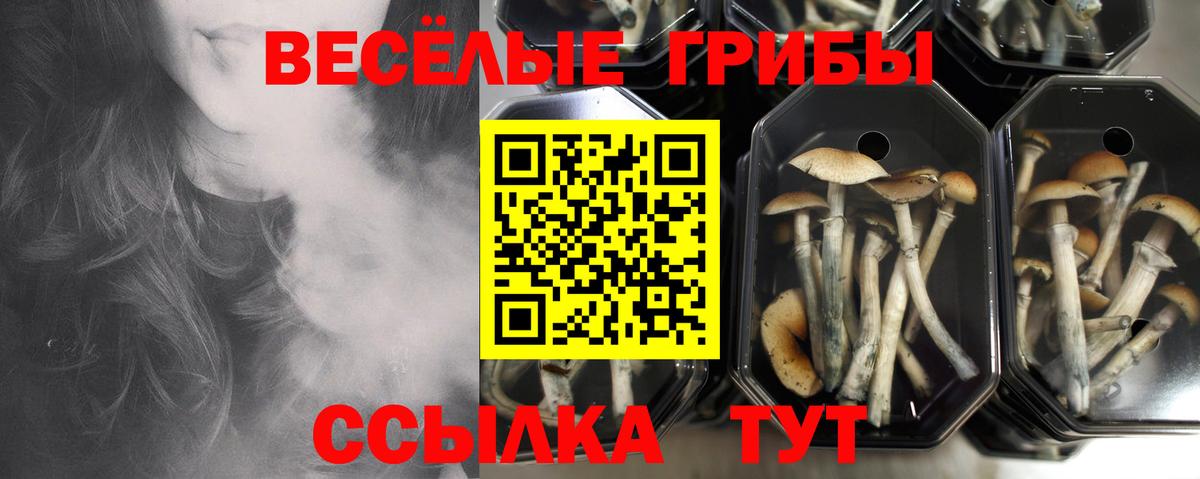 Псилоцибиновые грибы Psilocybe Бузулук